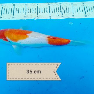 koi_dewe (1)