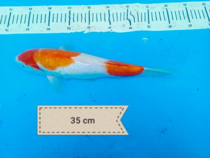 koi_dewe (1)