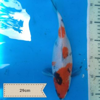 koi_dewe (13)
