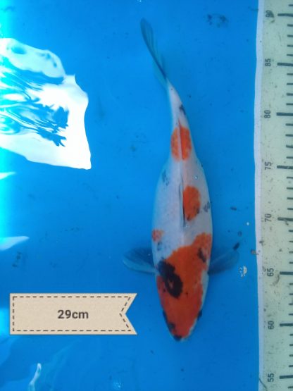 koi_dewe (13)