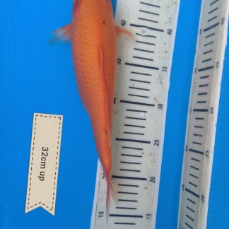 koi_dewe (35)