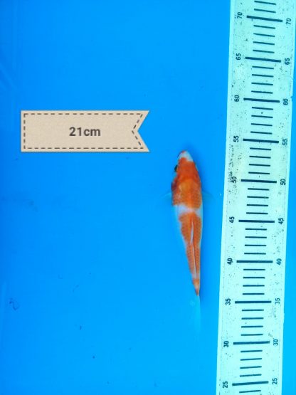 koi_dewe (50)