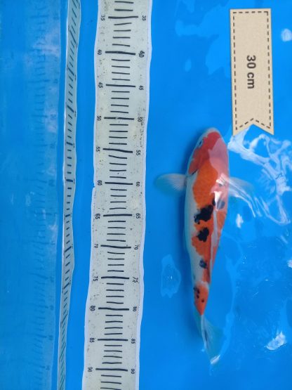 koi_dewe (6)