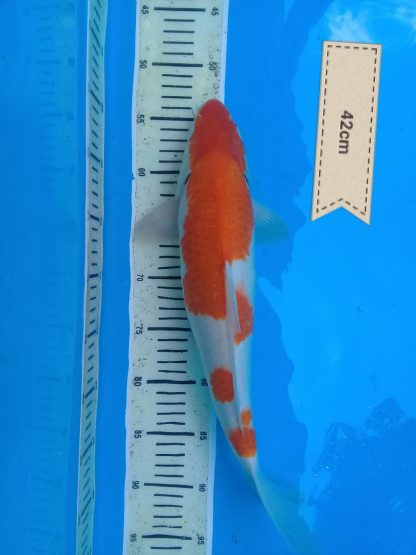 koi_dewe (7)