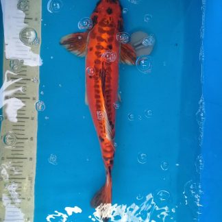 koi_dewe (84)