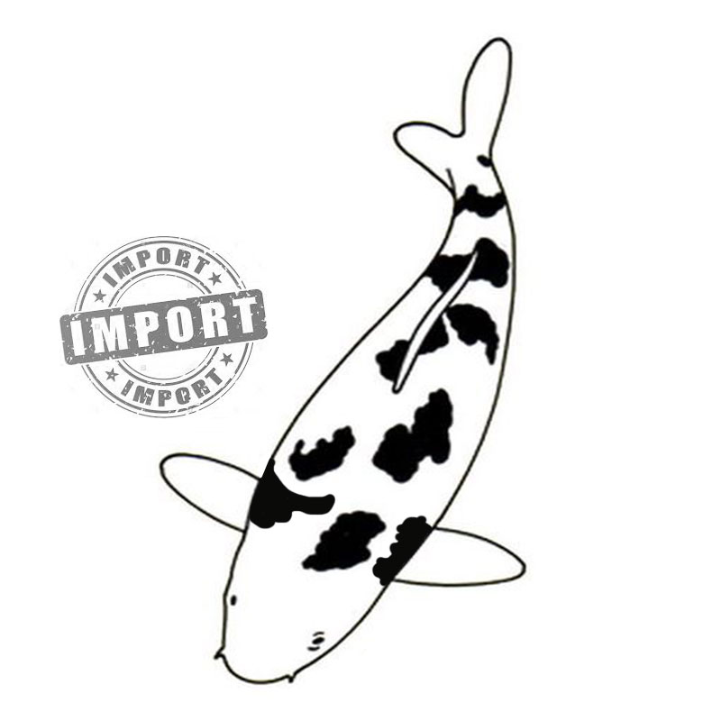 Shiro Import Samurai Koi