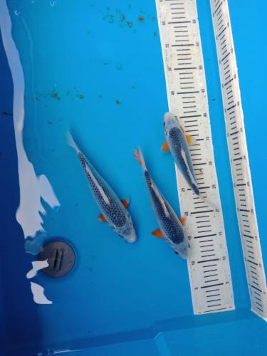 WhatsApp Image 2019-07-18 at 12.10.16(1)