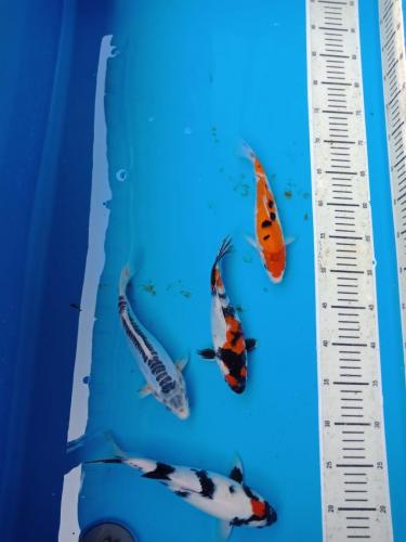 WhatsApp Image 2019-07-18 at 12.10.16