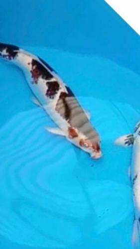 WhatsApp Image 2019-07-18 at 12.10.38