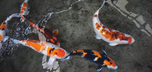 Koi Dalam Kolam Beton