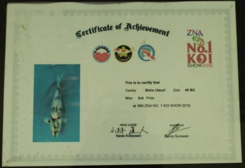 Koi Certificate