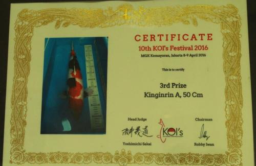 3rd Prize, Kinginrin A, 50 Cm