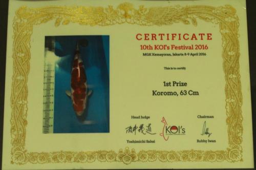 1st Prize, Koromo, 63 Cm