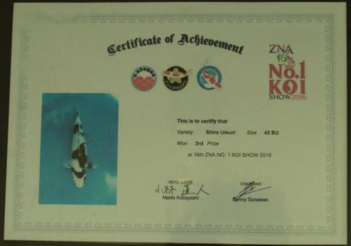 Shiro Utsuri, Size 45 BU, 3rd Prize