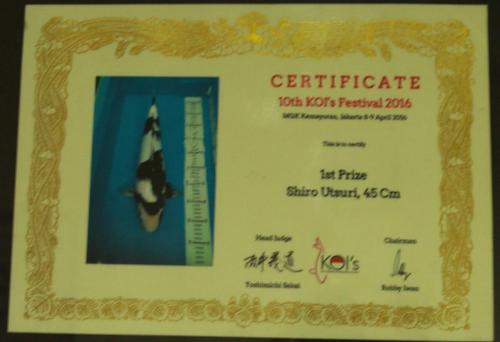 1st Prize, Shiro Utsuri, Size 45 Cm