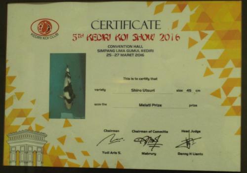 Shiro Utsuri, Size 45 Cm, Melati Prize