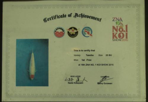 Tancho, Size 25 BU, Won 1st Prize