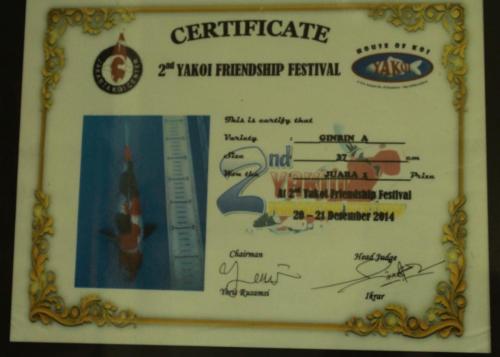 Ginrin A, Size 37 Cm, Juara 1 Prize.