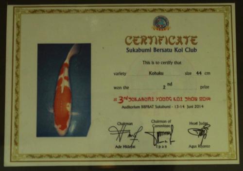 Kohaku, Size 44 Cm, 2nd Prize