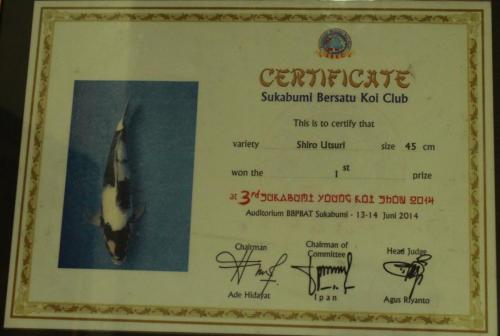 Shiro Utsuri, Size 45 Cm, 1st Prize